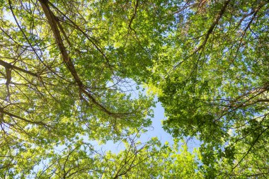Mavi gökyüzü, bahar doğa karşı aşağıda ağaçlar görünümü yeşil yaprakları.