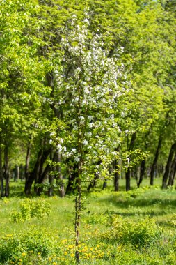 Çiçeklenme elma bahçesi. Elma ağaçları beyaz çiçekler, yeşil yaprakları yakın.