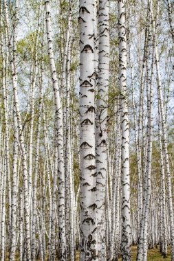 Beyaz huş ağaçları orman arka plan, bahar.