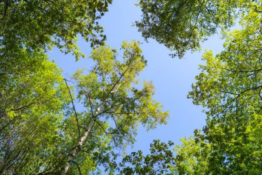 Mavi gökyüzü, bahar doğa karşı aşağıda ağaçlar görünümü yeşil yaprakları.