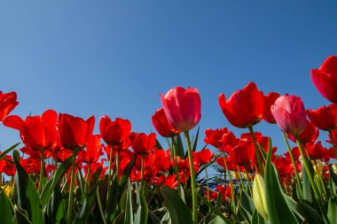 Mavi gökyüzüne karşı lale çiçekleri, alt görünüm, kırmızı, beyaz ve sarı.