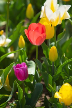 Parlak lale çiçekleri, saha doğası.