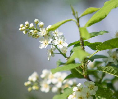 Ağacın yeşil yaprakları beyaz kiraz çiçekler.