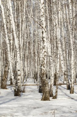 Huş ağacı orman kış manzarası.