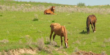 At yeşil bir çayır üzerinde yaz aylarında Otlanmış.