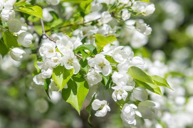 Elma ağacının beyaz çiçekler mavi gökyüzüne karşı ağacın yeşil yaprakları vardır.