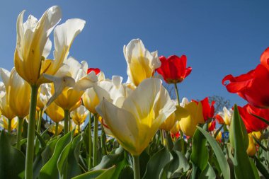 Mavi gökyüzüne karşı lale çiçekleri, alt görünüm, kırmızı, beyaz ve sarı.