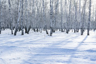 Huş ağacı orman kış manzarası.