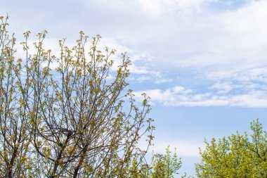Mavi gökyüzü, yaz manzara karşı yeşil ağaçlar.