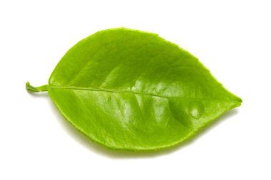 Beyaz arkaplanda yeşil yaprak izole edildi