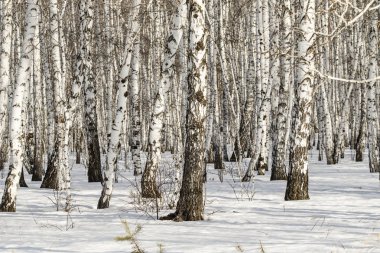 Huş ağacı orman kış manzarası.