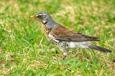 Yeşil çim içinde Song Thrush. Doğa kuşlar WESTA.