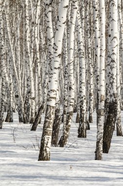 Huş ağacı orman kış manzarası.