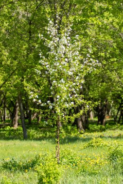 Çiçeklenme elma bahçesi. Elma ağaçları beyaz çiçekler, yeşil yaprakları yakın.