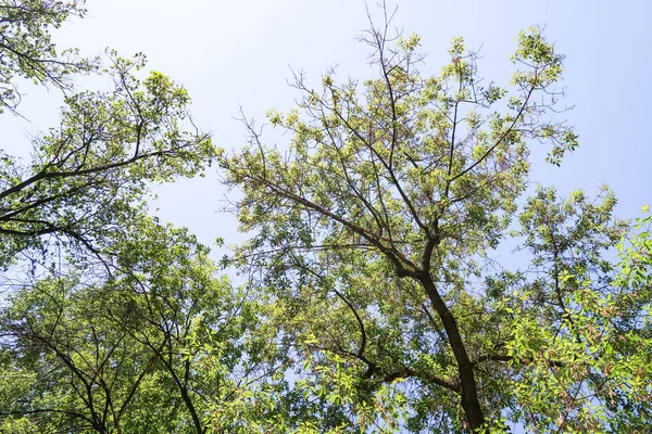 Hojas Verdes Árboles Vista Desde Abajo Contra Cielo Azul Naturaleza — Foto de Stock