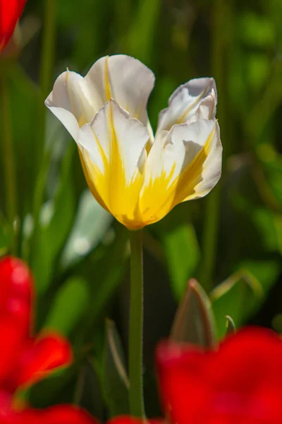 Parlak Lale Çiçekleri Saha Doğası — Stok fotoğraf