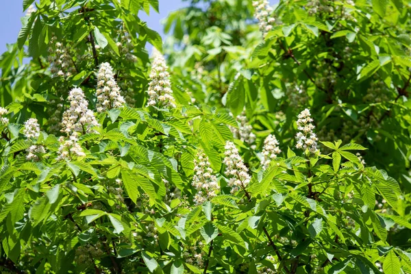 Blüten Weißer Kastanien Mit Grünem Laub — Stockfoto