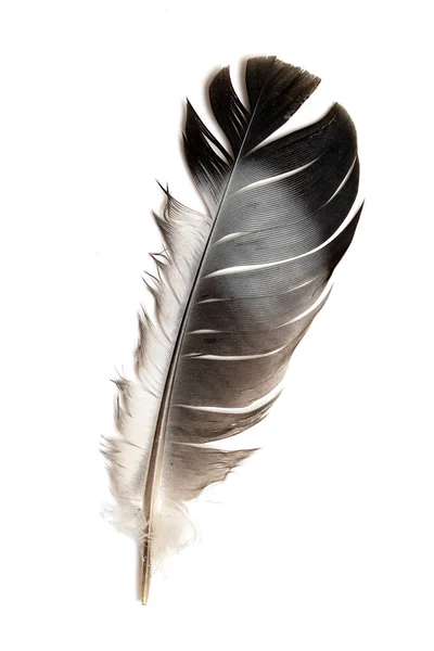 Feather Bird White Background — Stock Photo, Image