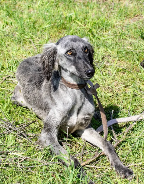 Dog Hunting Nature Green Field Summer — Stock Photo, Image