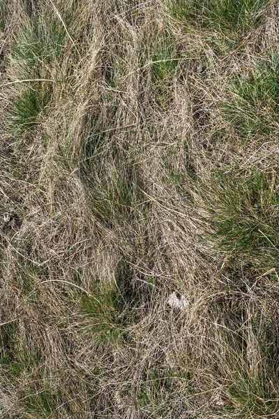 Dry Grass Spring Landscape Background — Stock Photo, Image