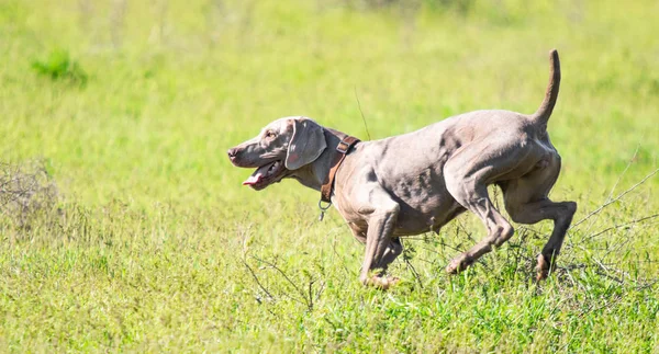 Jakt Hund Kör Jakt Efter Bytes Djur Grönt Gräs Vårlandskap — Stockfoto