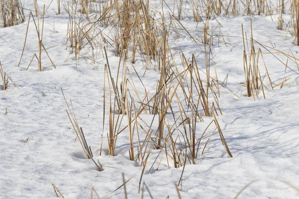 Mavi gökyüzüne karşı sazlık kuru dalları