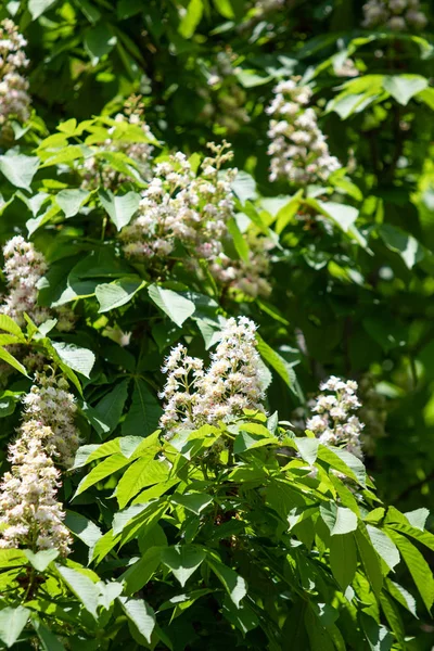 Flores Castañas Blancas Con Follaje Verde — Foto de Stock