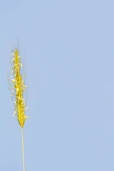 Espiga Trigo Salvaje Contra Cielo Azul —  Fotos de Stock