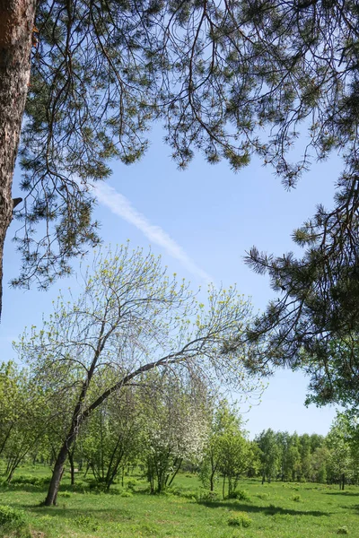 Landschap Groene Gras Bomen Blauwe Hemel — Stockfoto