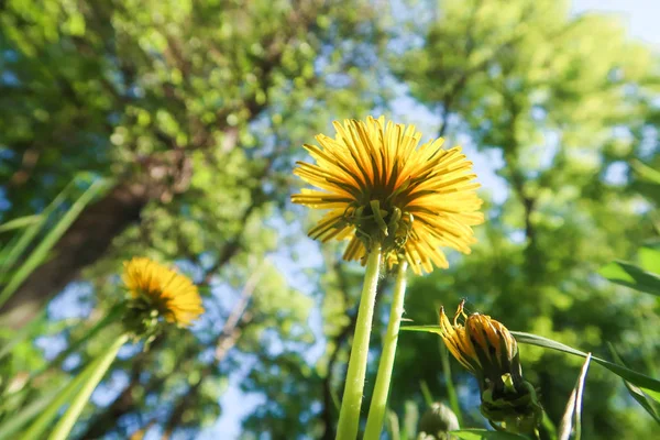 Žlutá Pampeliška Květiny Zelené Trávě Parku Nebe — Stock fotografie