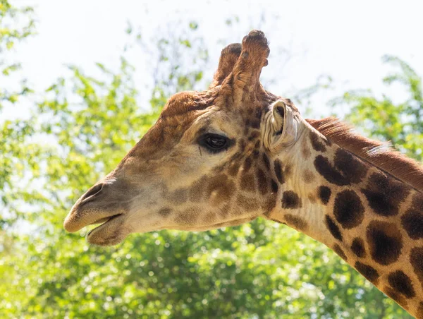 Zürafa kafa portre, gökyüzü yeşil ağaçlar.