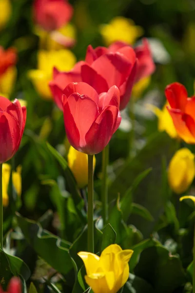 Bright Tulip Flowers Field Nature — Stock Photo, Image