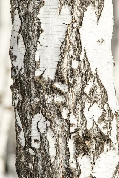 자작나무 확대해 텍스처 — 스톡 사진