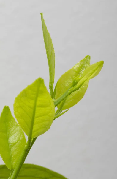 Yeşil Taze Yapraklar Yakın — Stok fotoğraf