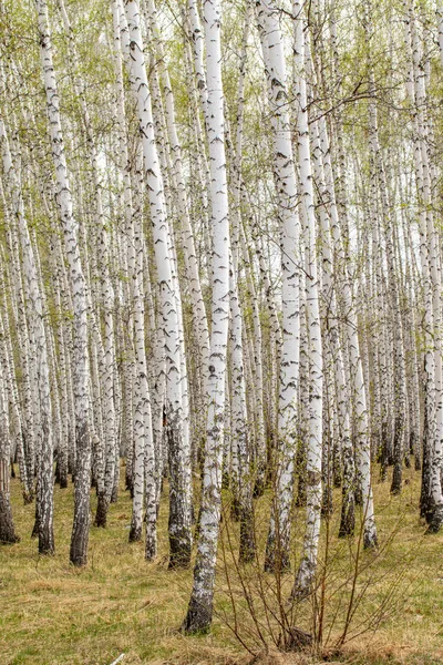 Brzoza Drzewo Las Wczesny Pejzaż Sprężyna Trawa — Zdjęcie stockowe