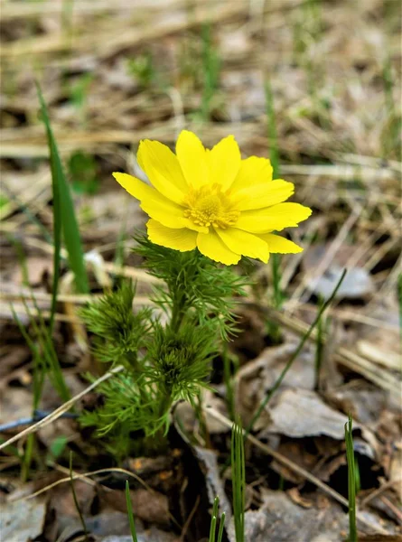 Gelbe Blütenfrühling Adonis Ist Eine Pflanzengattung Aus Der Familie Der — Stockfoto