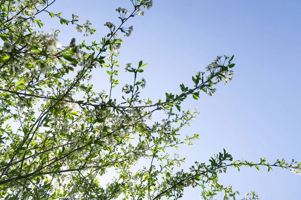 Białe Kwiaty Wiśni Jabłoni Przed Błękitnym Niebem Natura Jest Wiosna — Zdjęcie stockowe