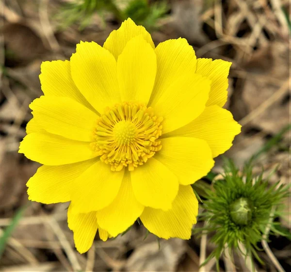 Sárga Virágrugó Adonis Egy Nemzetség Növények Buttercup Család — Stock Fotó