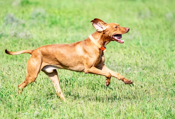 狩猟赤い犬は緑の芝生の上で実行されます 夏の緑の草原 — ストック写真