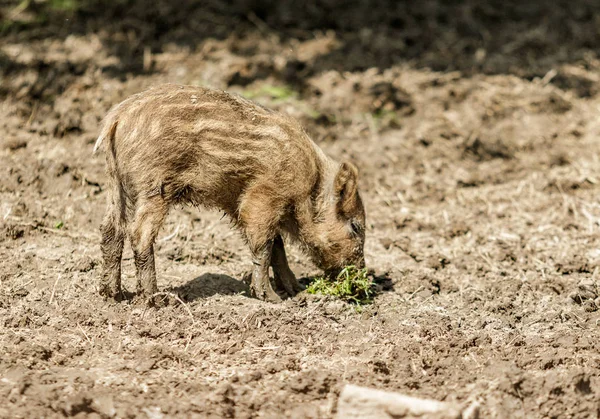 Sanglier Petit Gros Plan Dans Boue — Photo