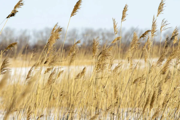 Dry Branches Reeds Blue Sky — Stock Photo, Image