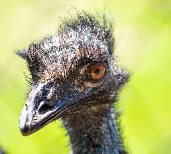 Portret Van Een Struisvogel Met Een Vage Achtergrond Natuur — Stockfoto
