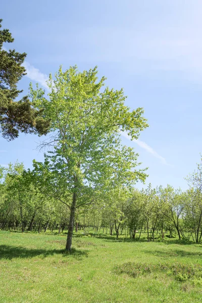 Paesaggio Erba Verde Alberi Cielo Blu — Foto Stock