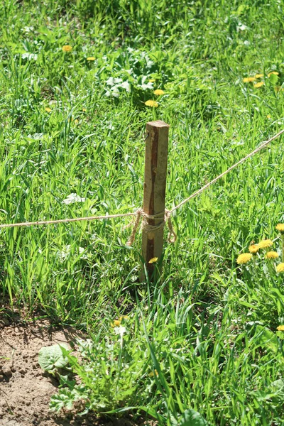 Wooden Stake Ground Rope Green Grass — Stock Photo, Image