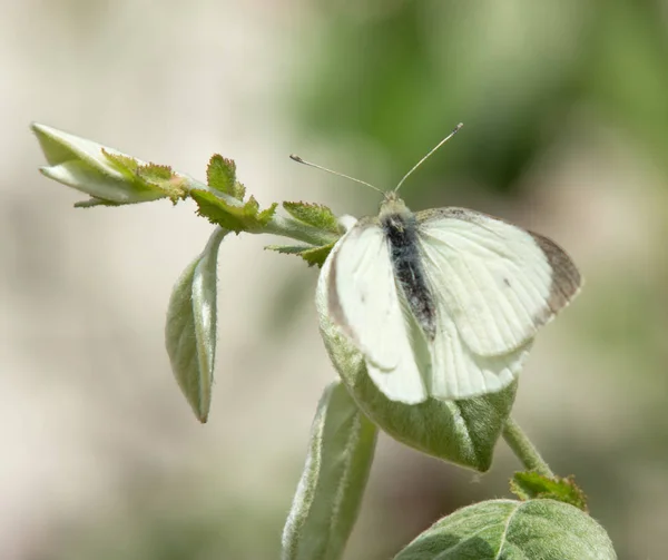 Vit Fjäril Sitter Ett Grönt Löv Natur — Stockfoto