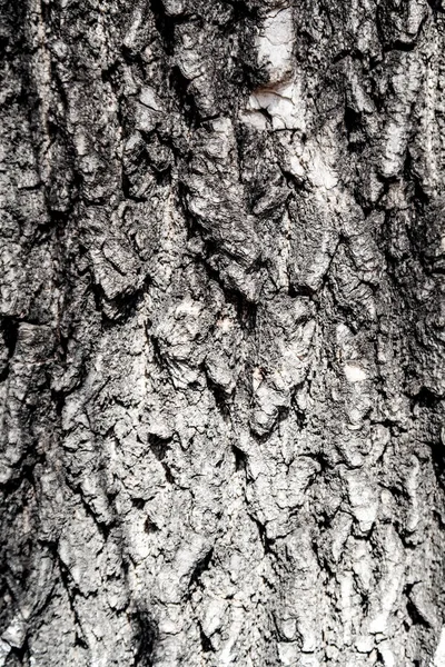 Texture Fond Bois Écorce Arbre — Photo