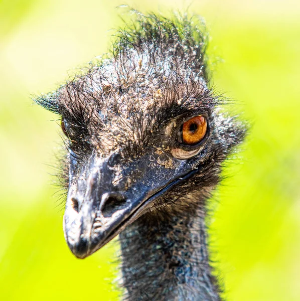 Federn Grauer Straußenvögel Aus Nächster Nähe — Stockfoto