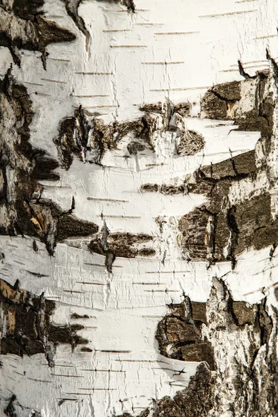 纹理的白桦树皮特写 — 图库照片
