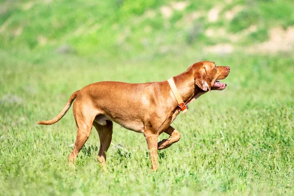 Jakten Röd Hund Kör Ett Grönt Gräs Sommar Grön Äng — Stockfoto