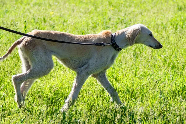 Köpek avcılık, doğa yeşil alan yaz.